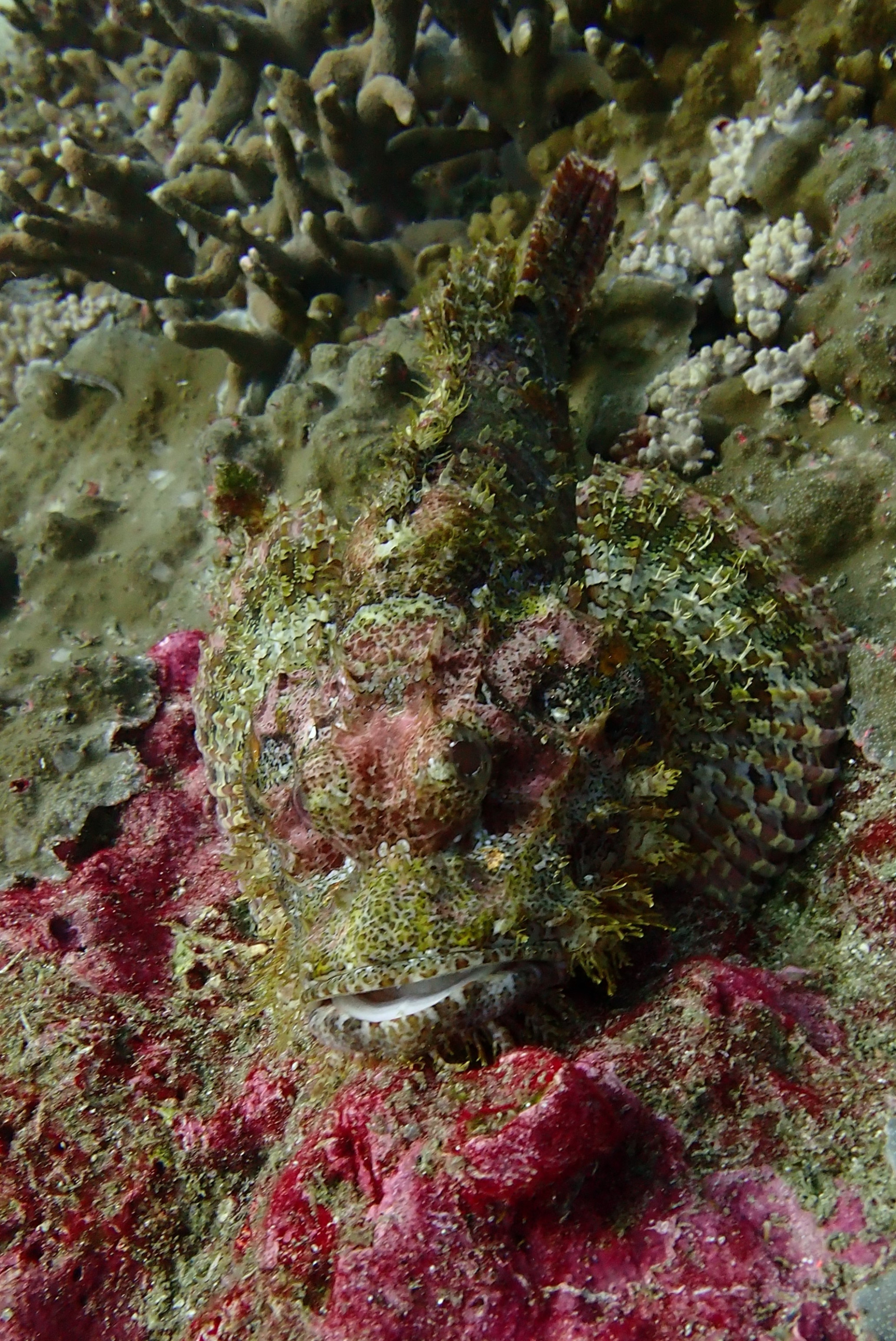 Scorpionfish