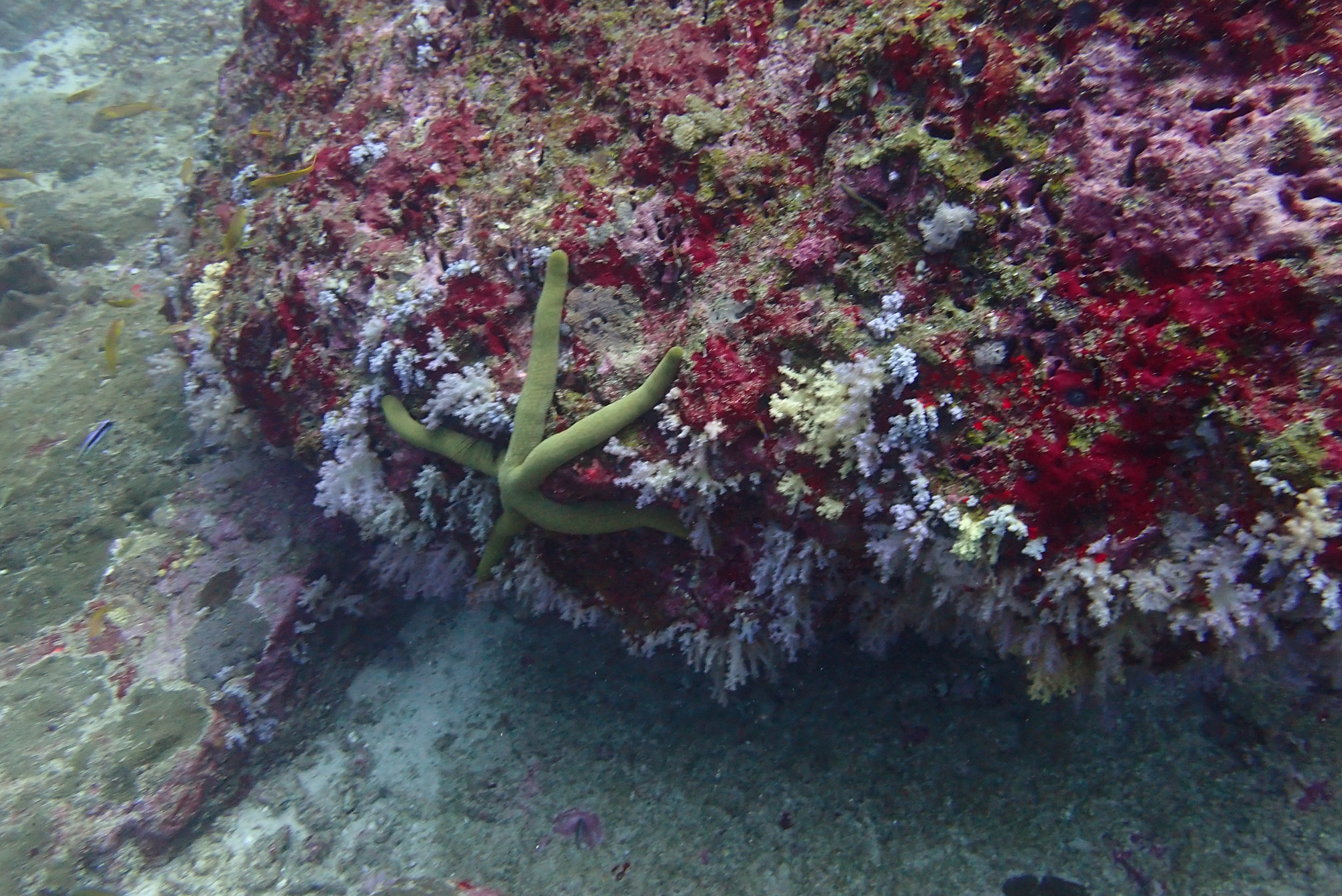 Koh Bon Similan Islands, Thailand