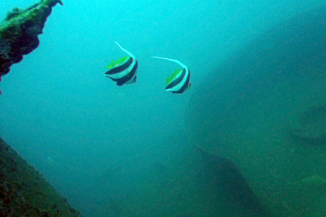 Long Fin Bannerfish