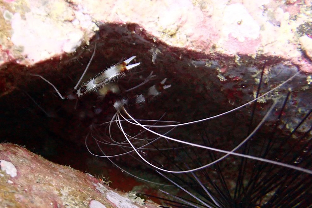 Banded Shrimp