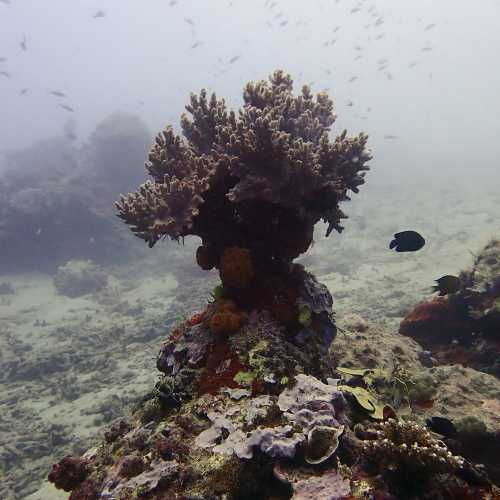 SBD Dauntless Dive Bomber, Vanuatu