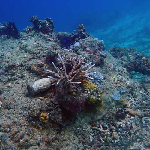SBD Dauntless Dive Bomber, Vanuatu