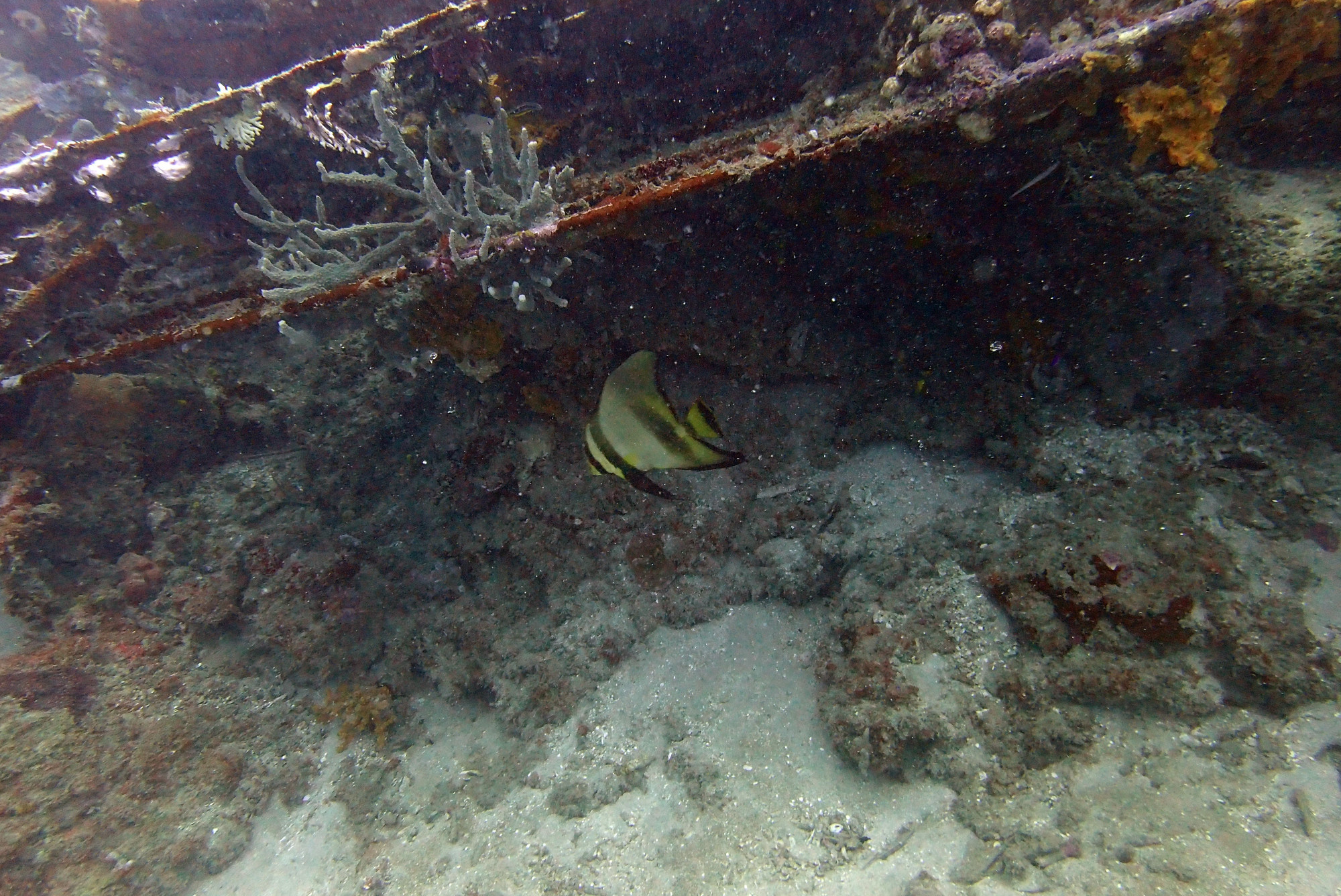 SBD Dauntless Dive Bomber, Vanuatu