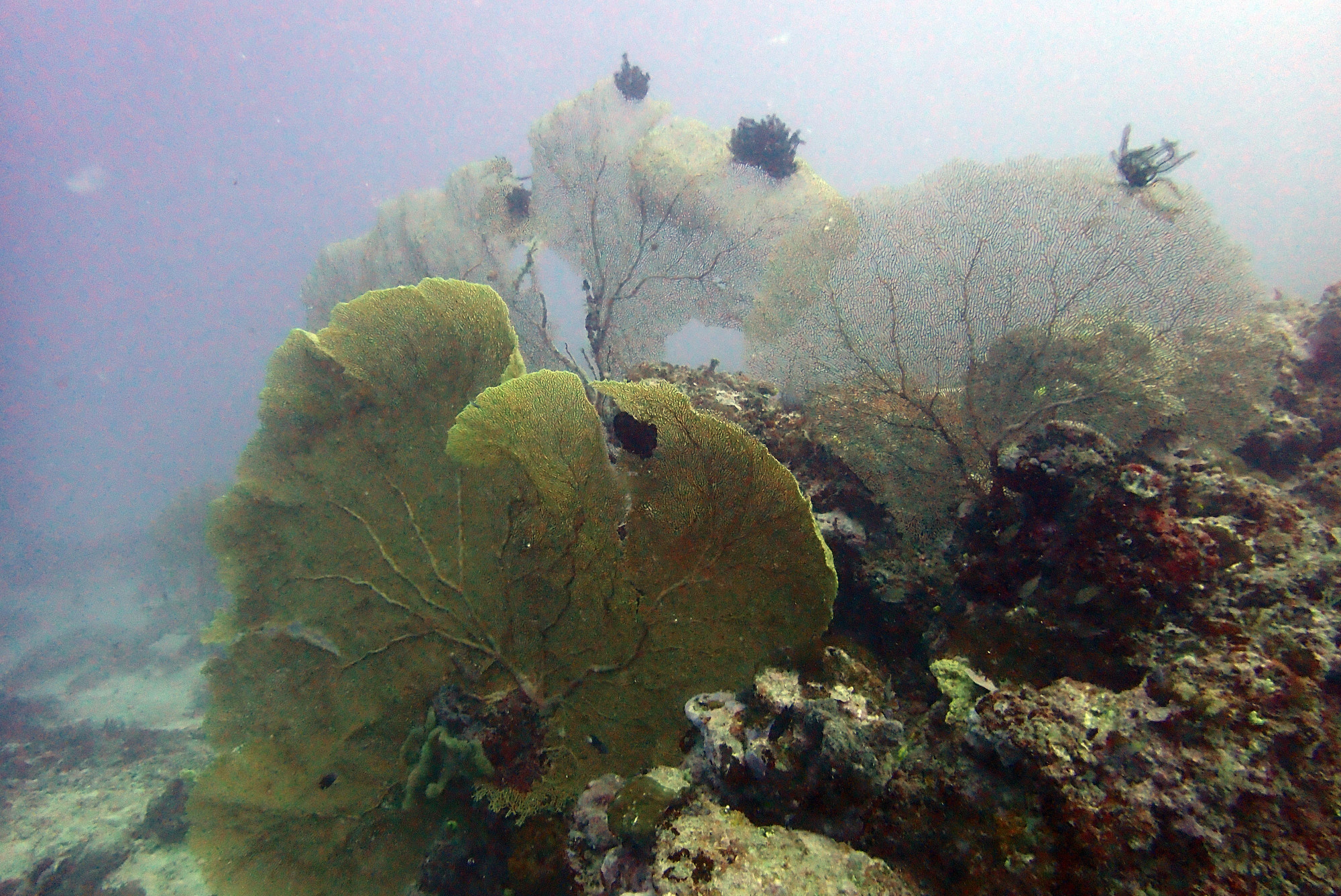 Submarine Nets, Vanuatu