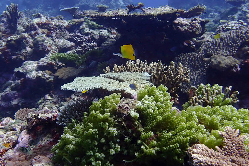 Tutaba, Vanuatu