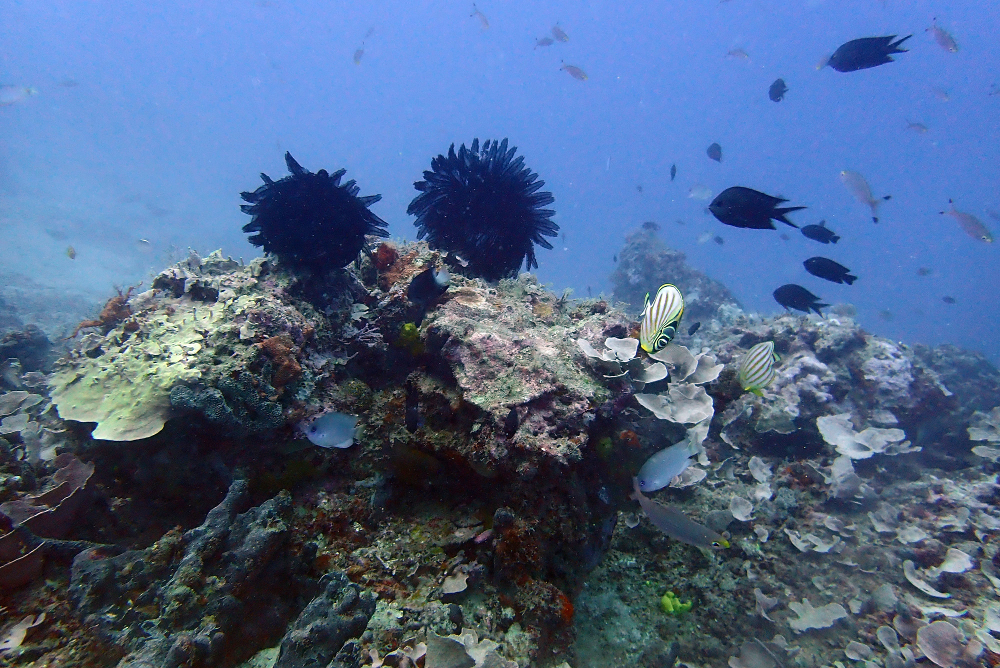 Submarine Nets, Vanuatu