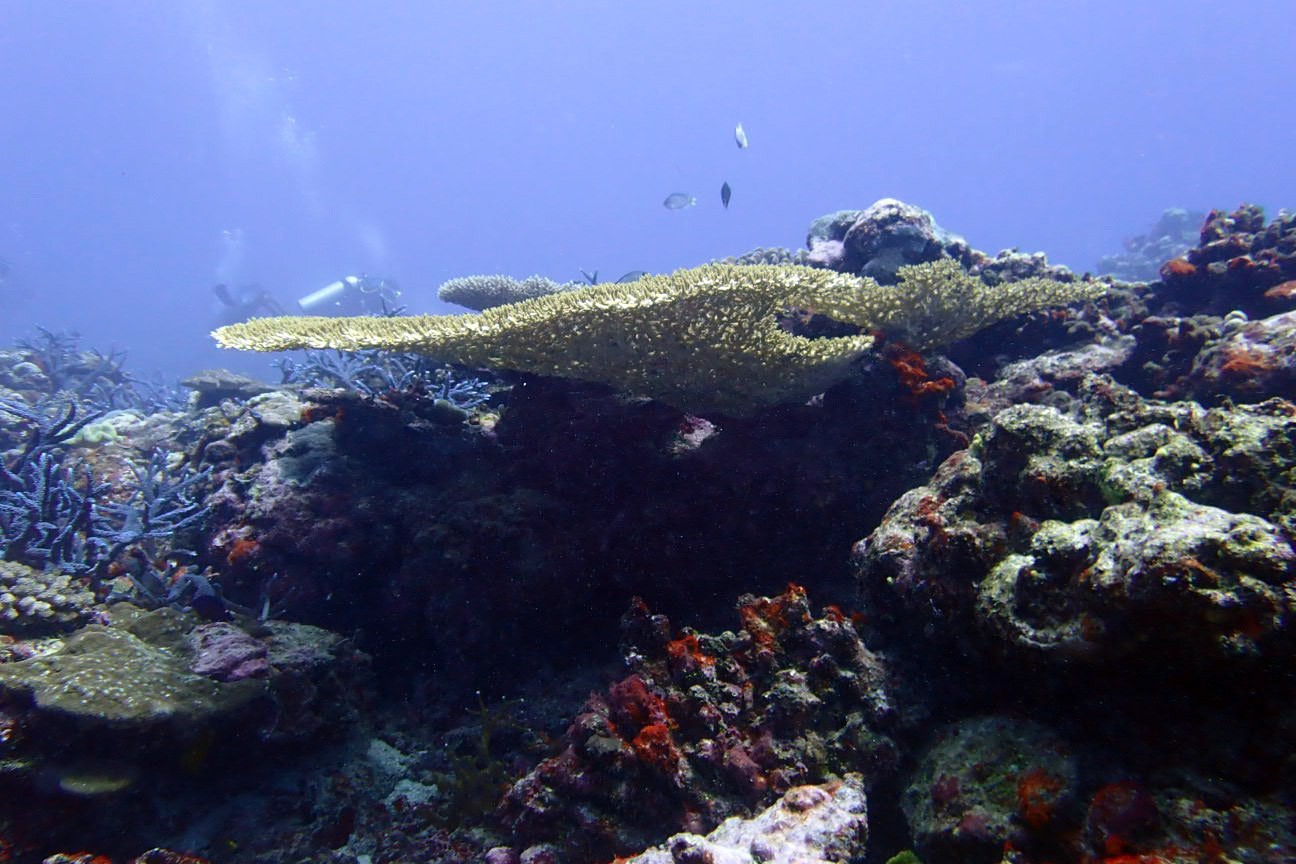 Tutaba, Vanuatu