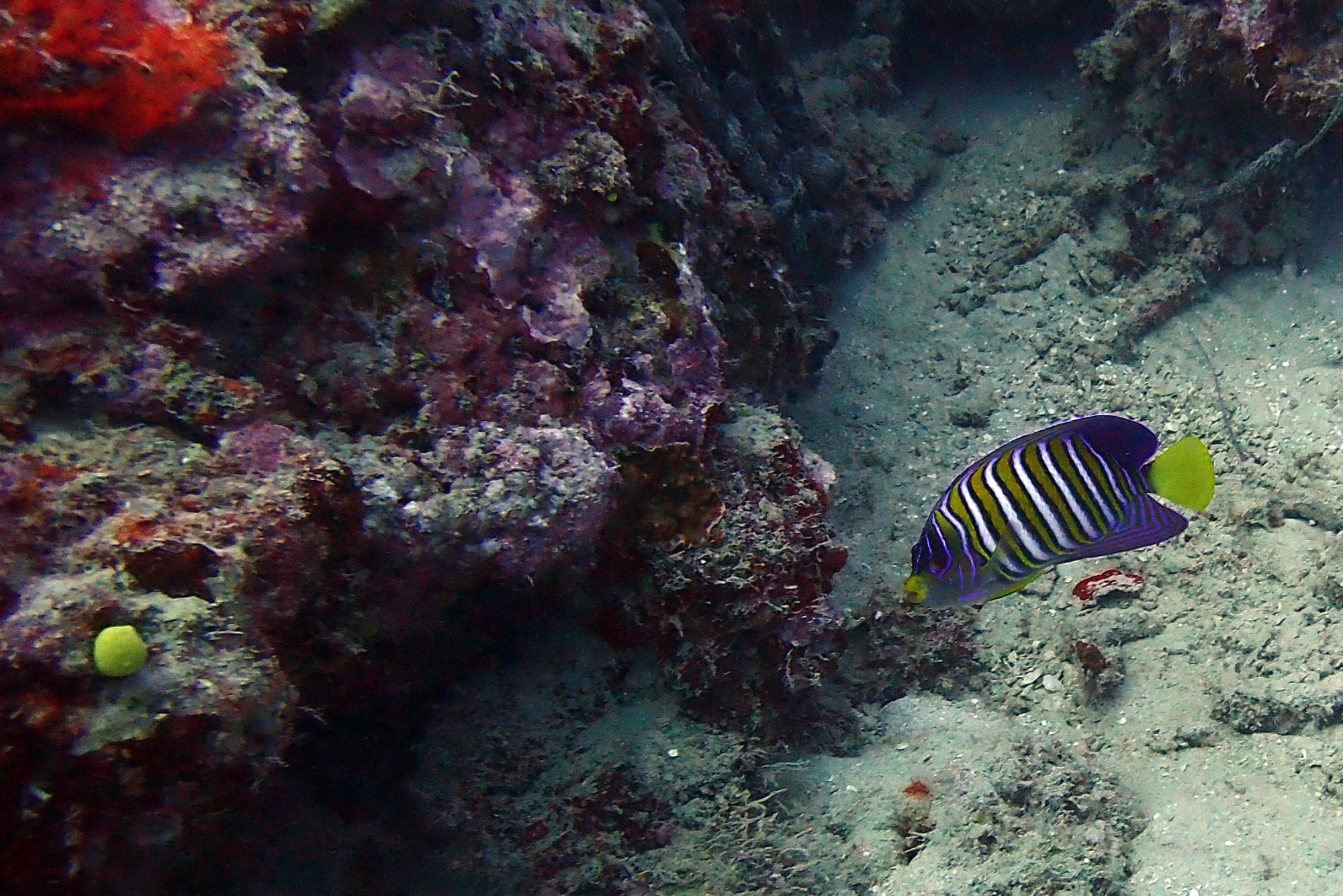 Regal Angelfish