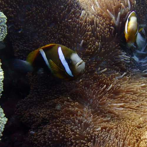Clarks Anenomefish