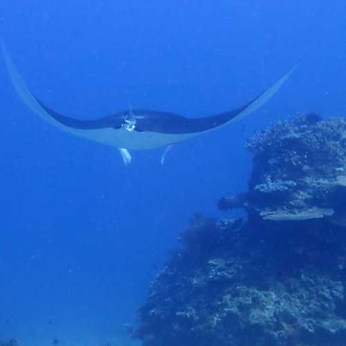 Manta Cleaning Station