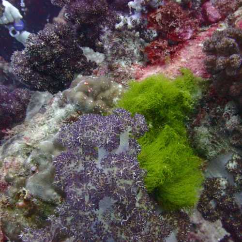 Coral Covered Superstructure