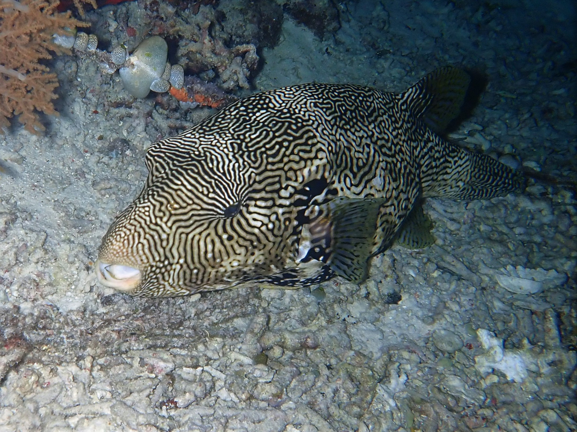 Pufferfish