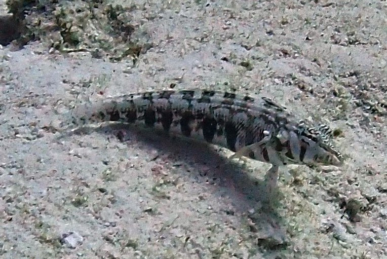 Lizardfish