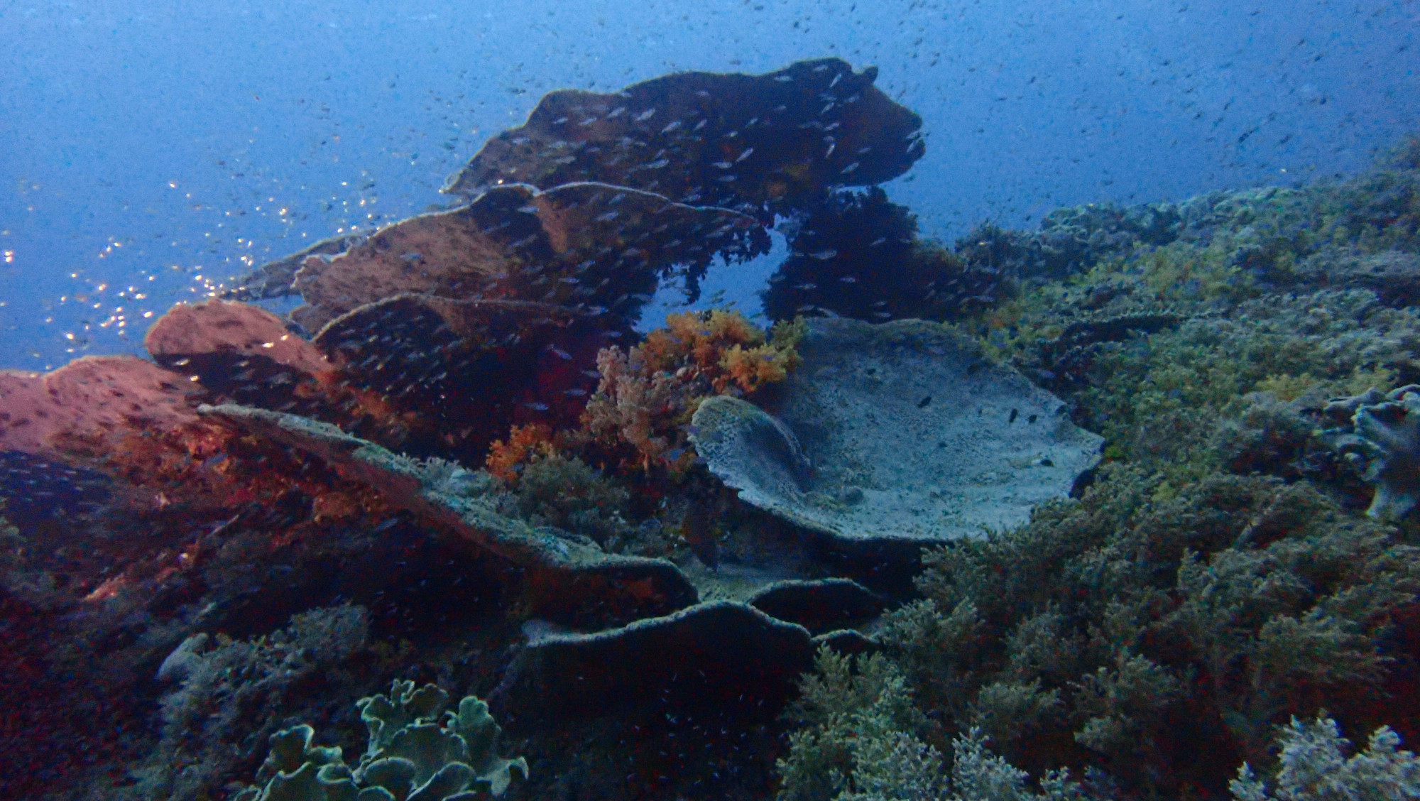 Citrus Ridge, Indonesia