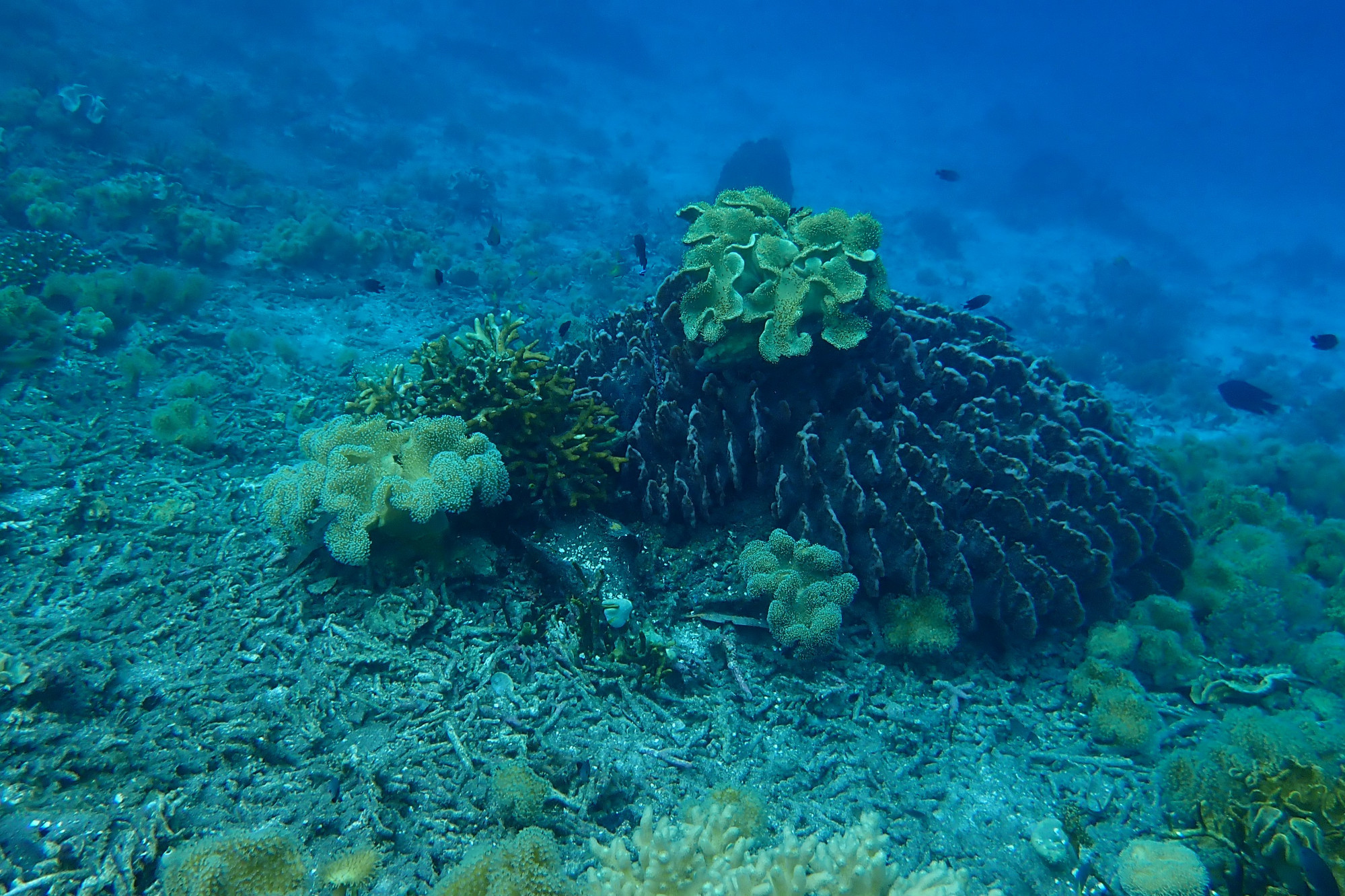 Mangrove Ridge, Индонезия