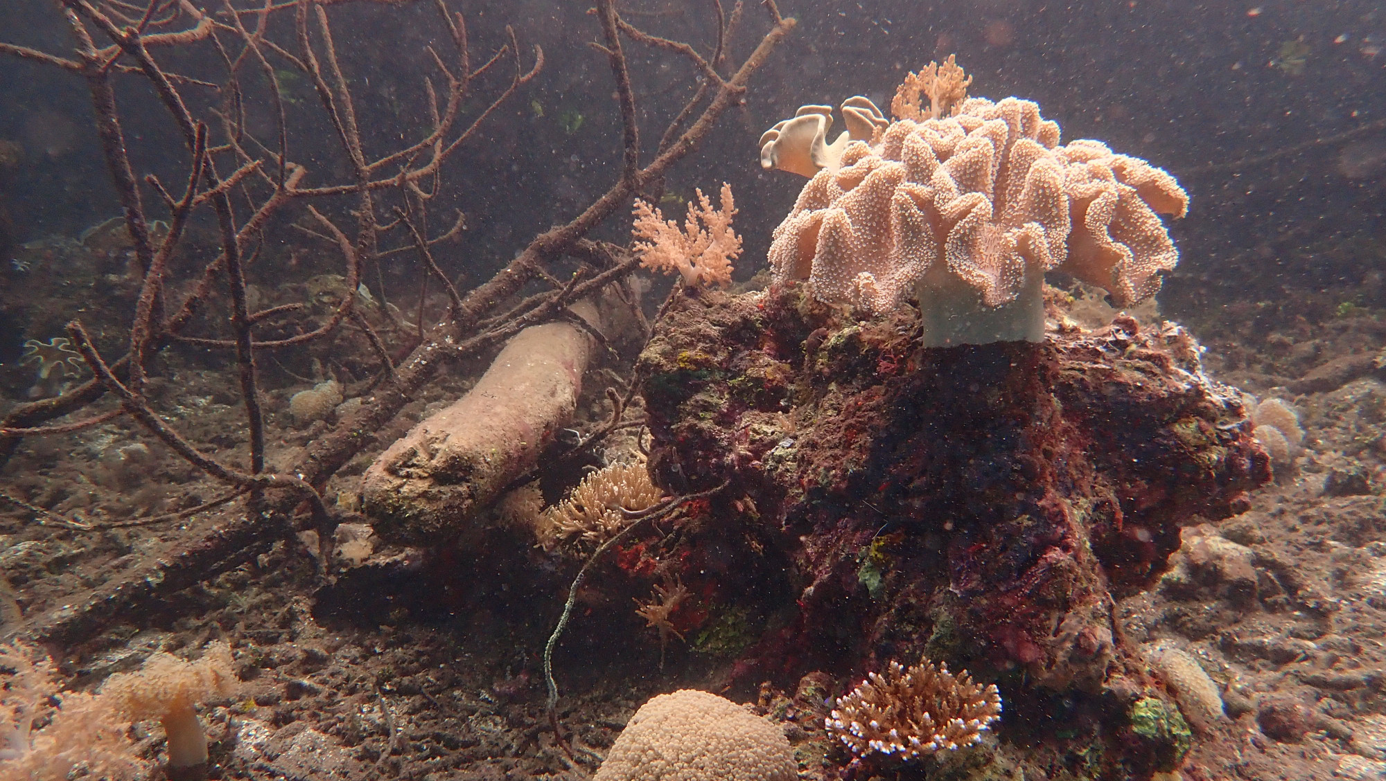 Mangrove Ridge, Индонезия