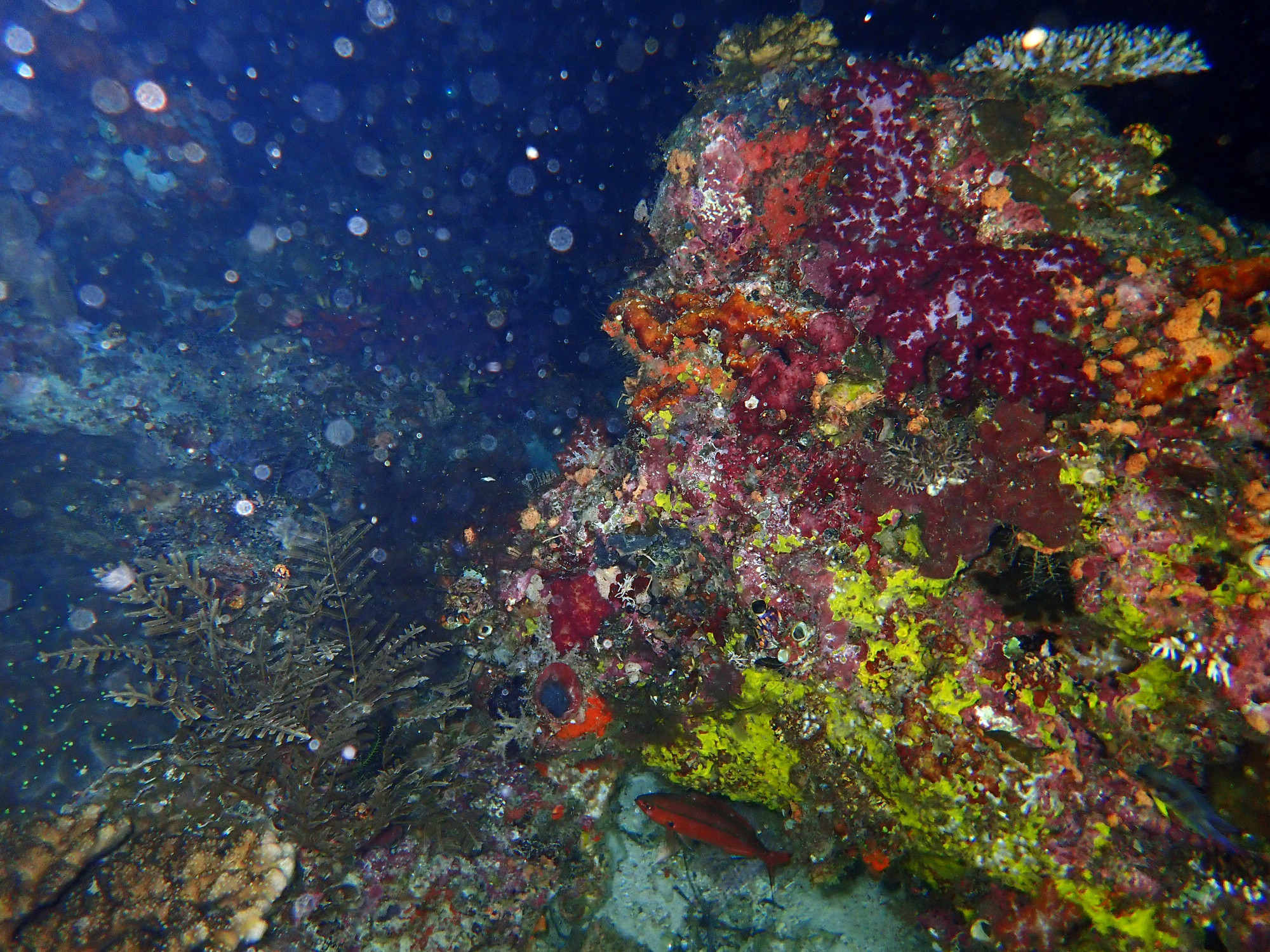 Arborek Jetty, Indonesia