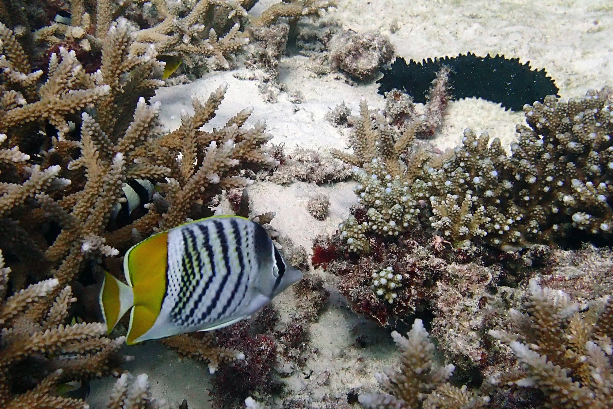 Atoll butterflyfish
