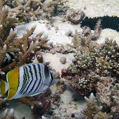 Atoll butterflyfish
