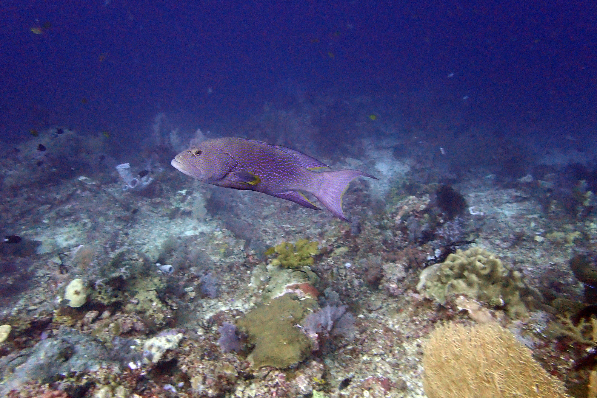 Karang Bayangan ( Misool), Indonesia