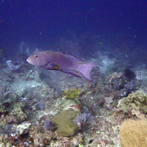 Karang Bayangan ( Misool), Indonesia