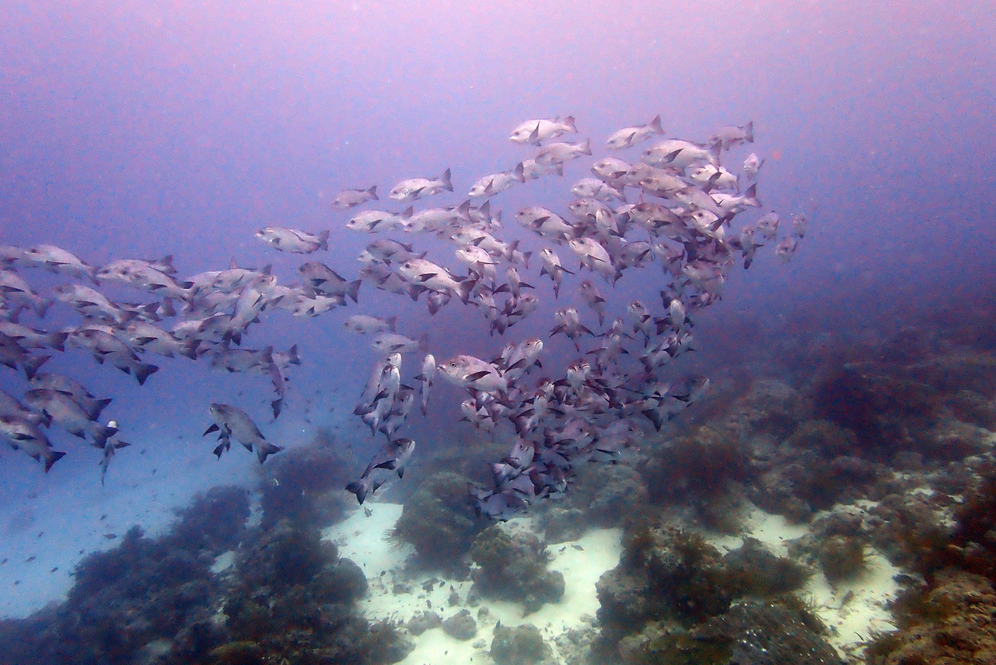 Pulah Koon, Indonesia