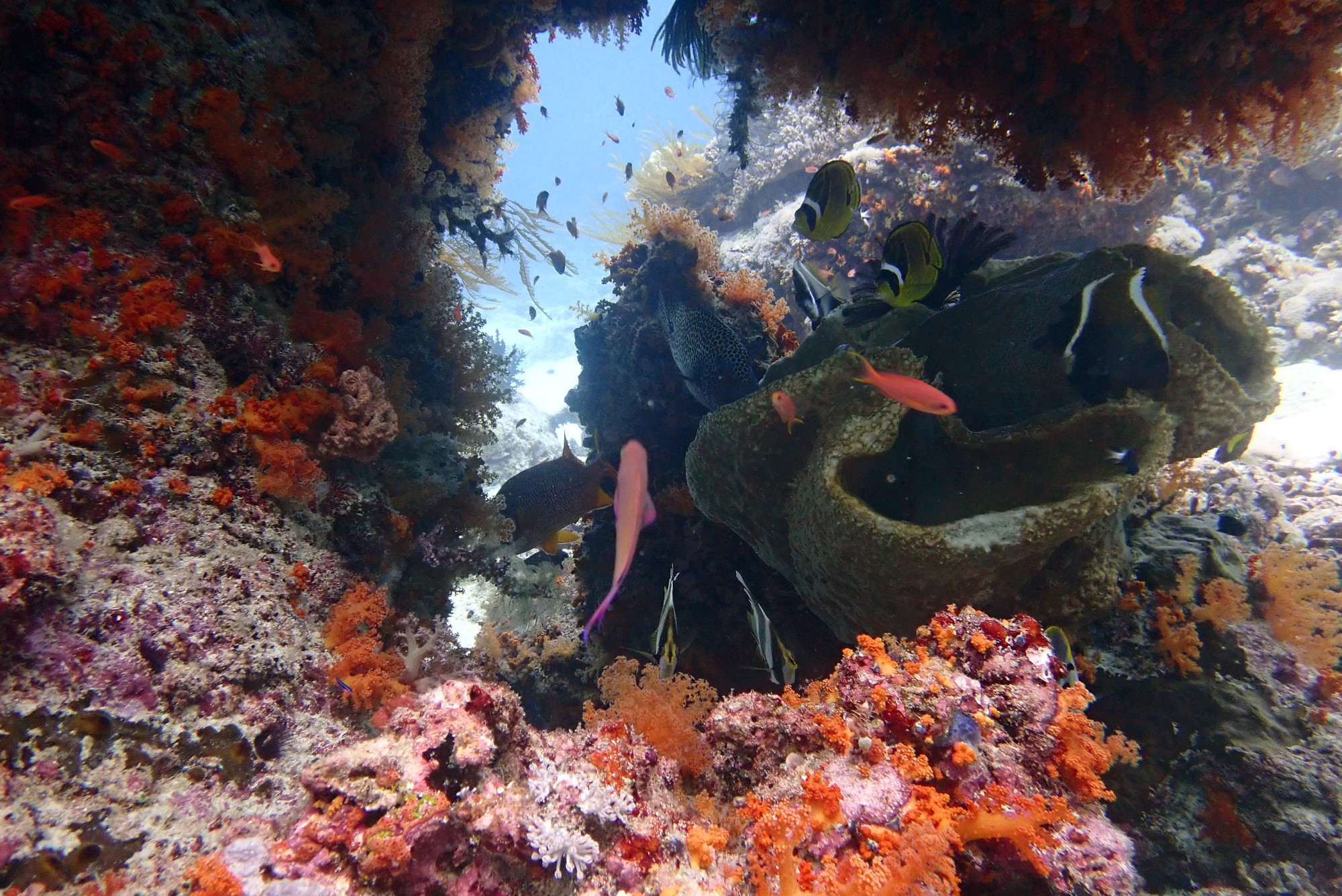 Pulah Koon, Indonesia