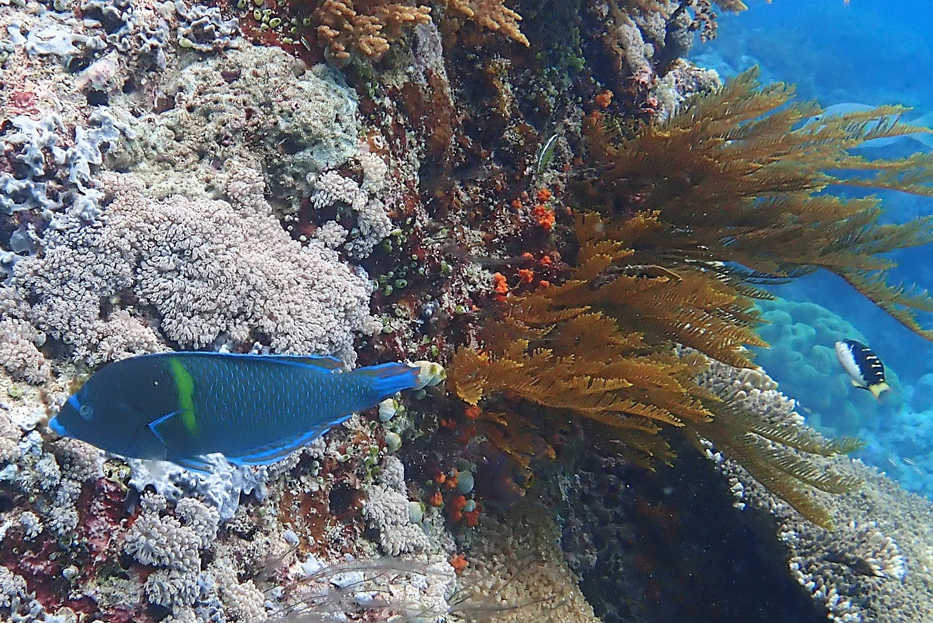 Pulah Koon, Indonesia