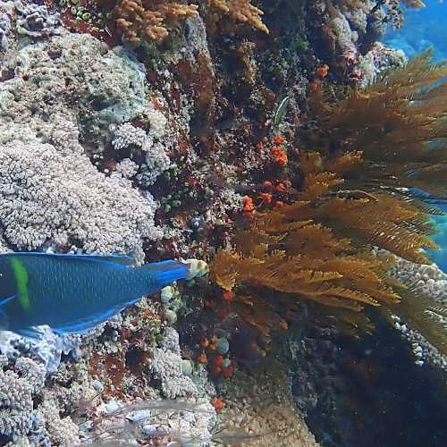 Pulah Koon, Indonesia