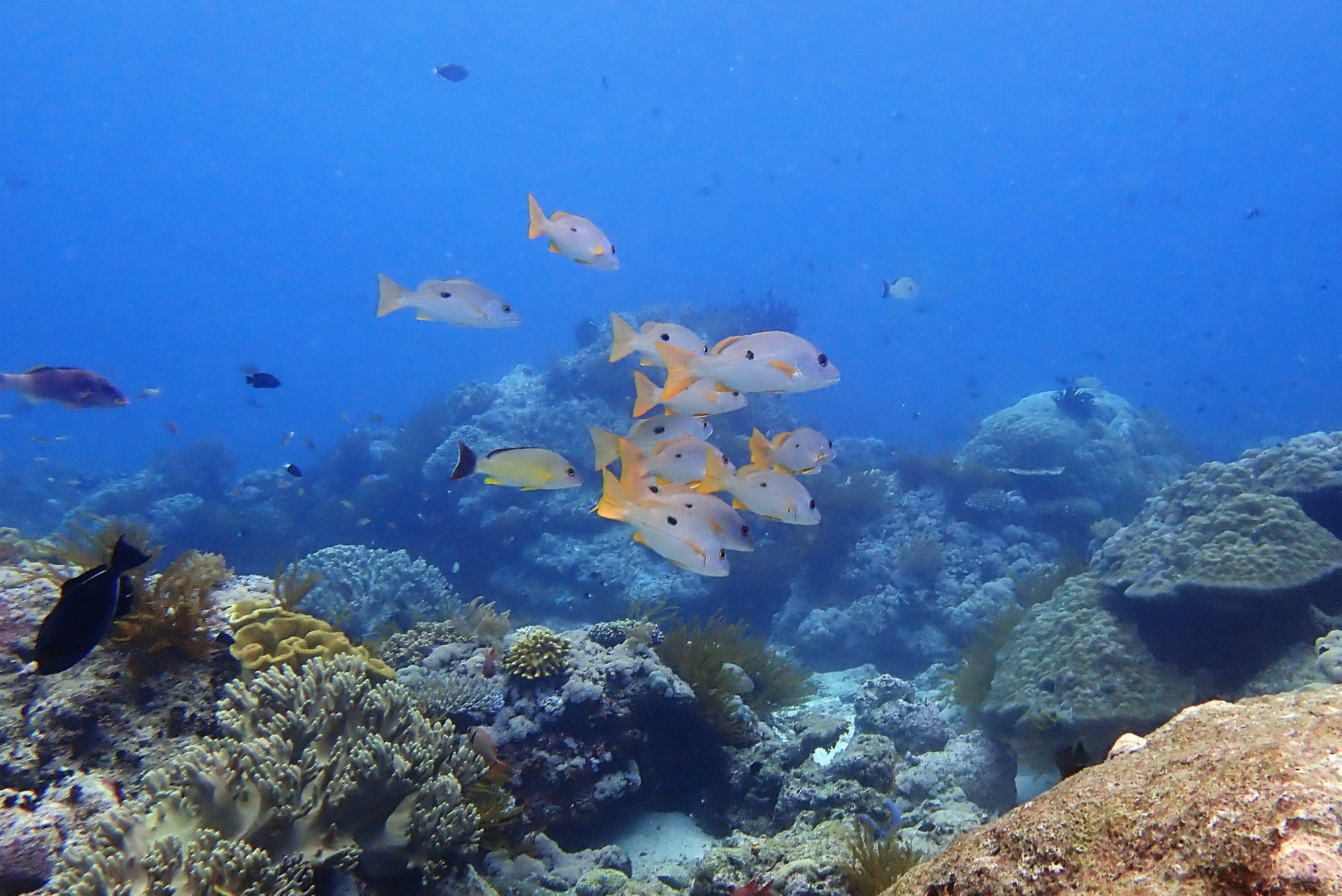 Pulah Koon, Indonesia