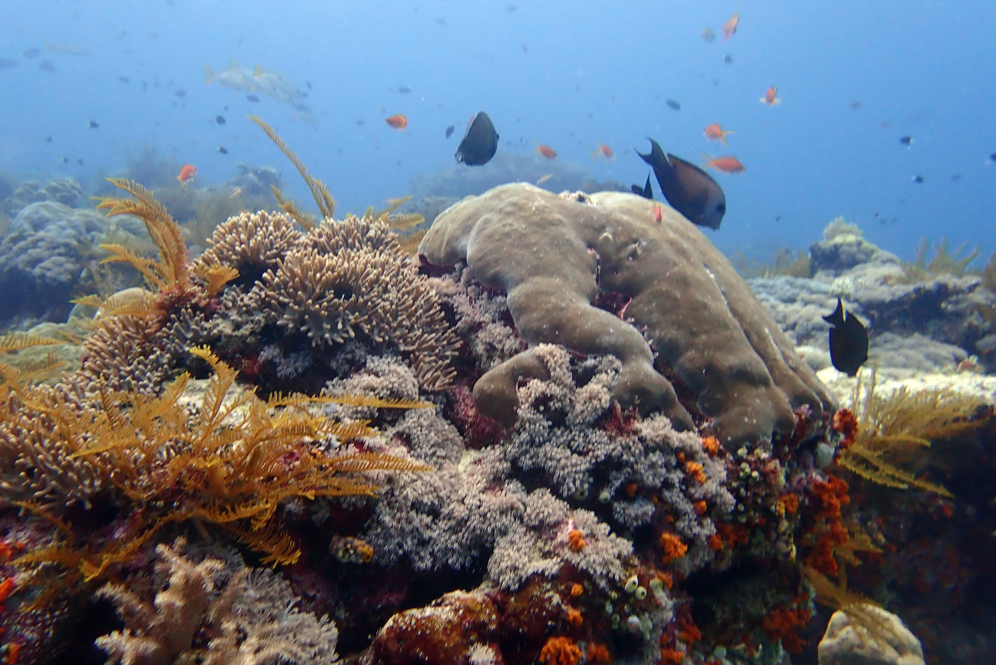 Pulah Koon, Indonesia