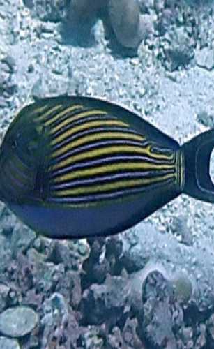 Striped surgeonfish