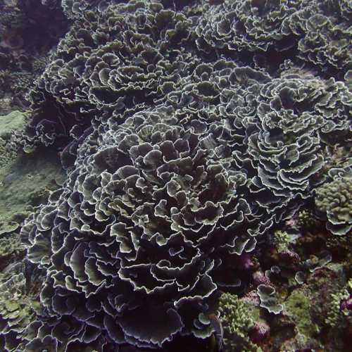 Cabbage Coral