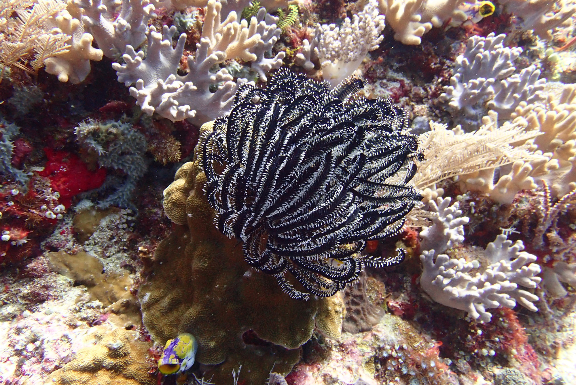 soft Coral