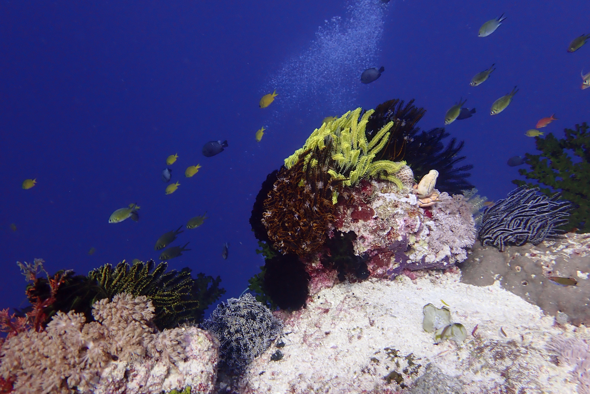 Coral Bommie Bacatan Ledges