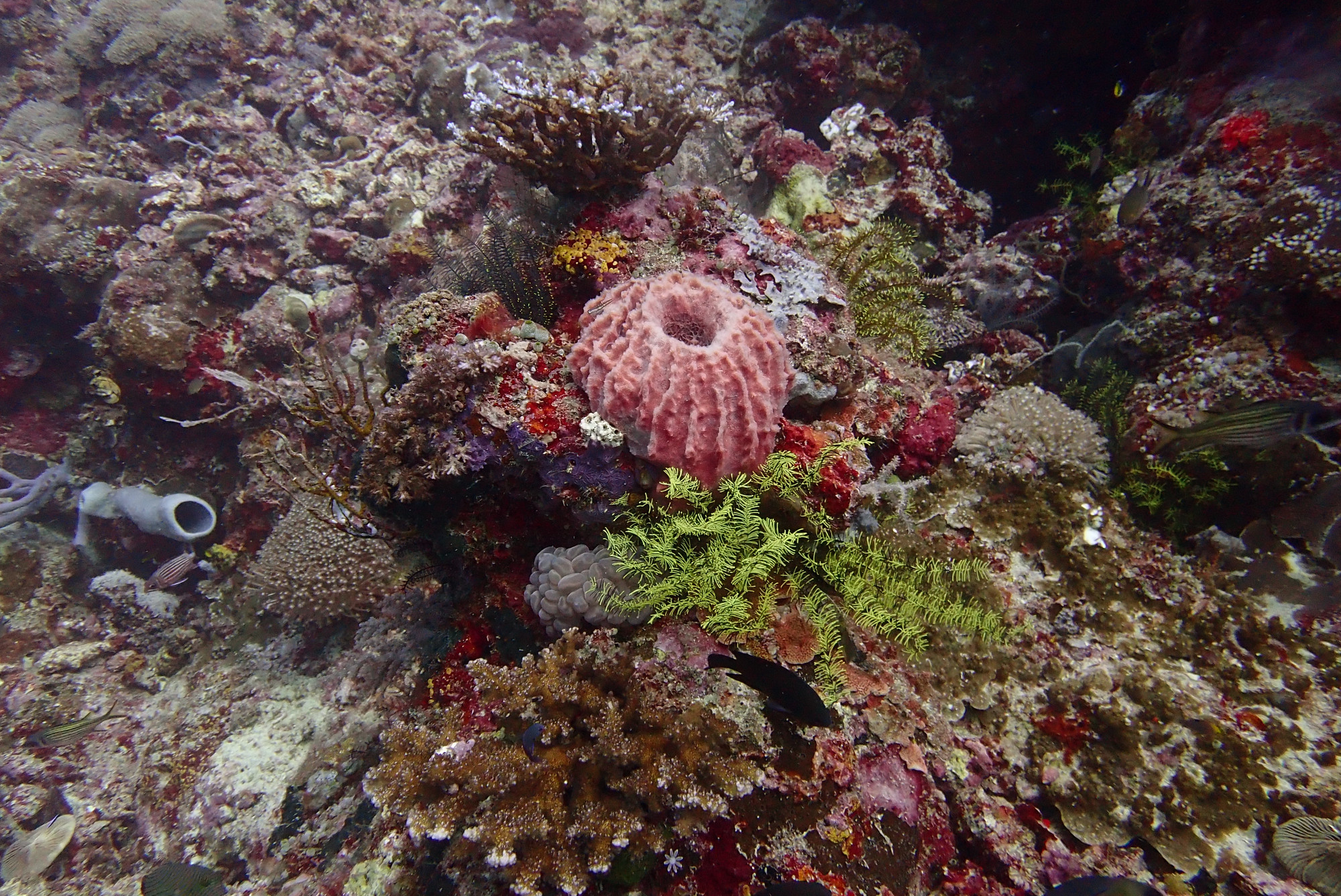 Reef Bacatan Ledges