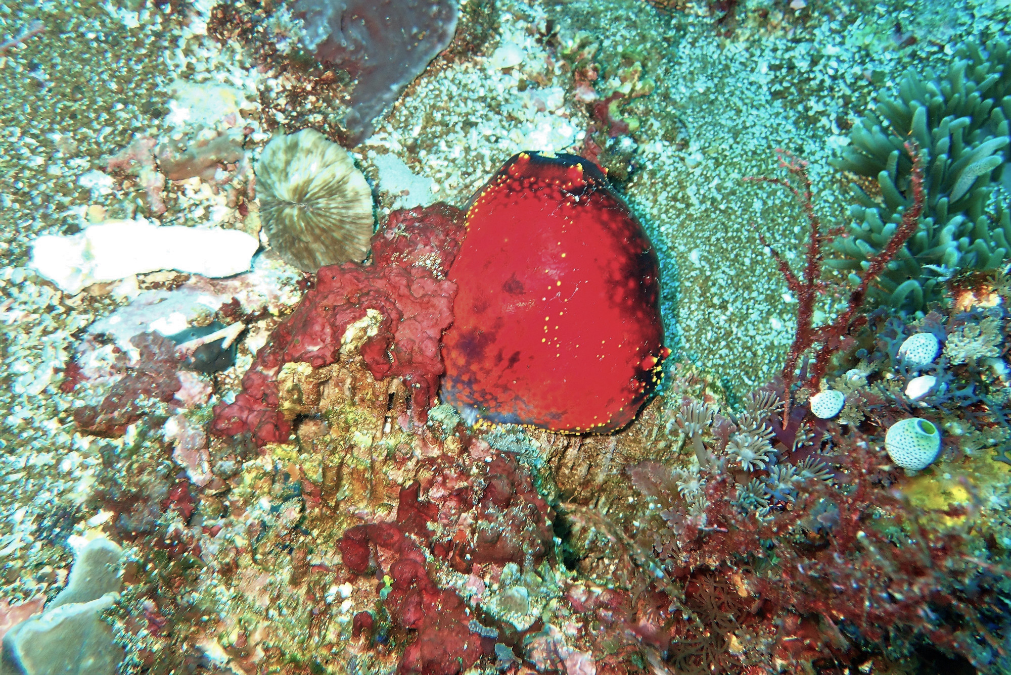 Clown Valley, Indonesia