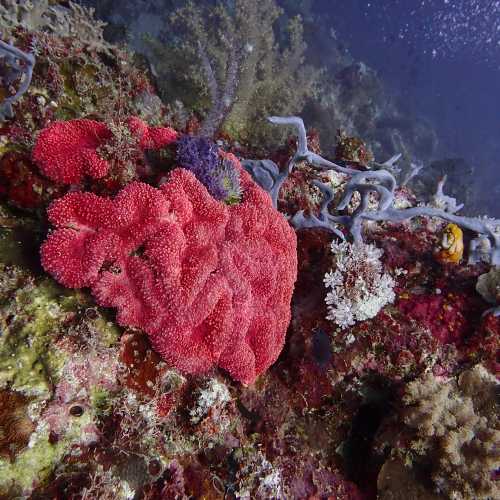 Reef Bacatan Ledges