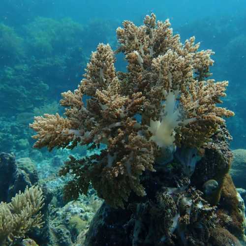 Soft Coral Bacatan Ledges