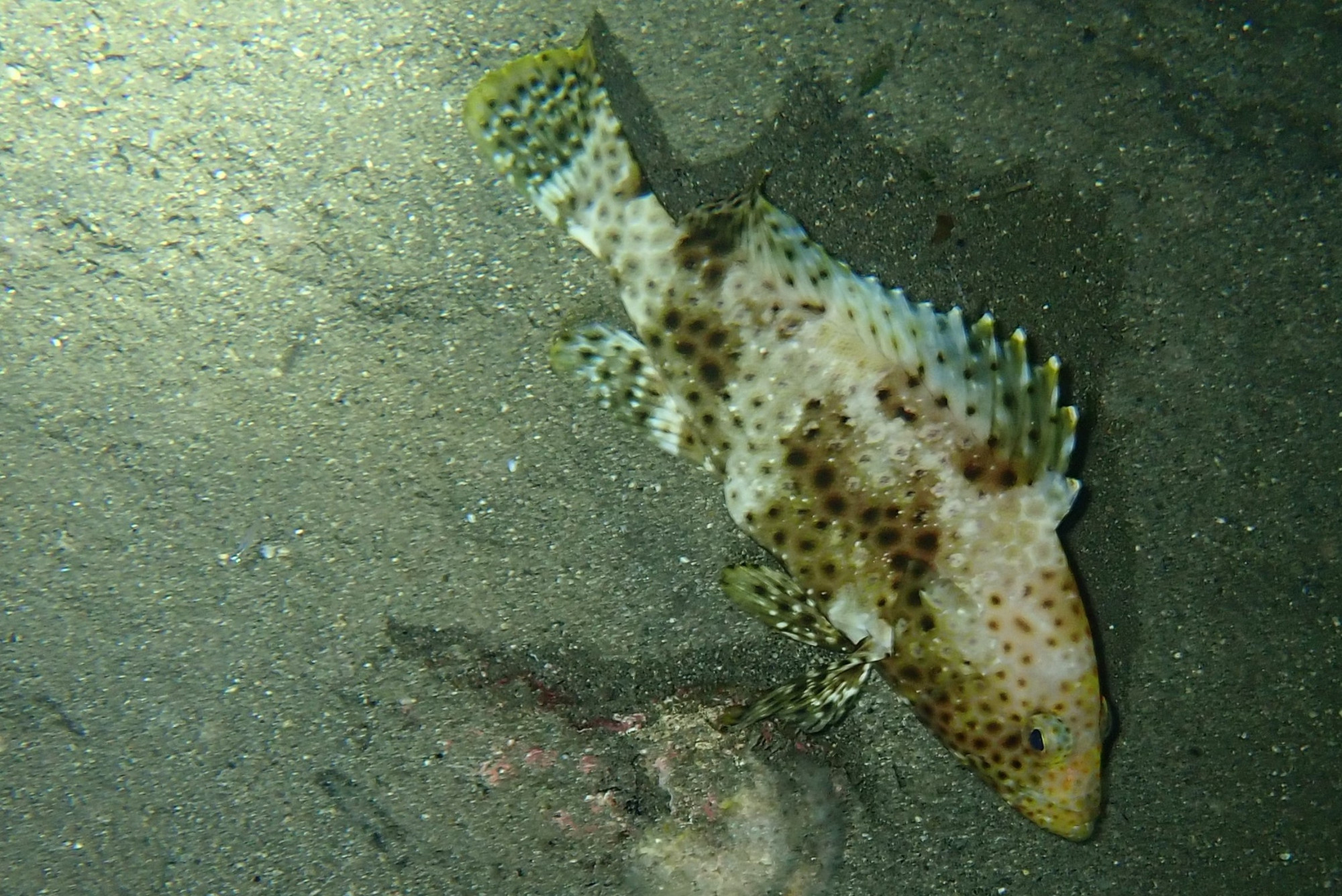 Watu Warawutun, Indonesia