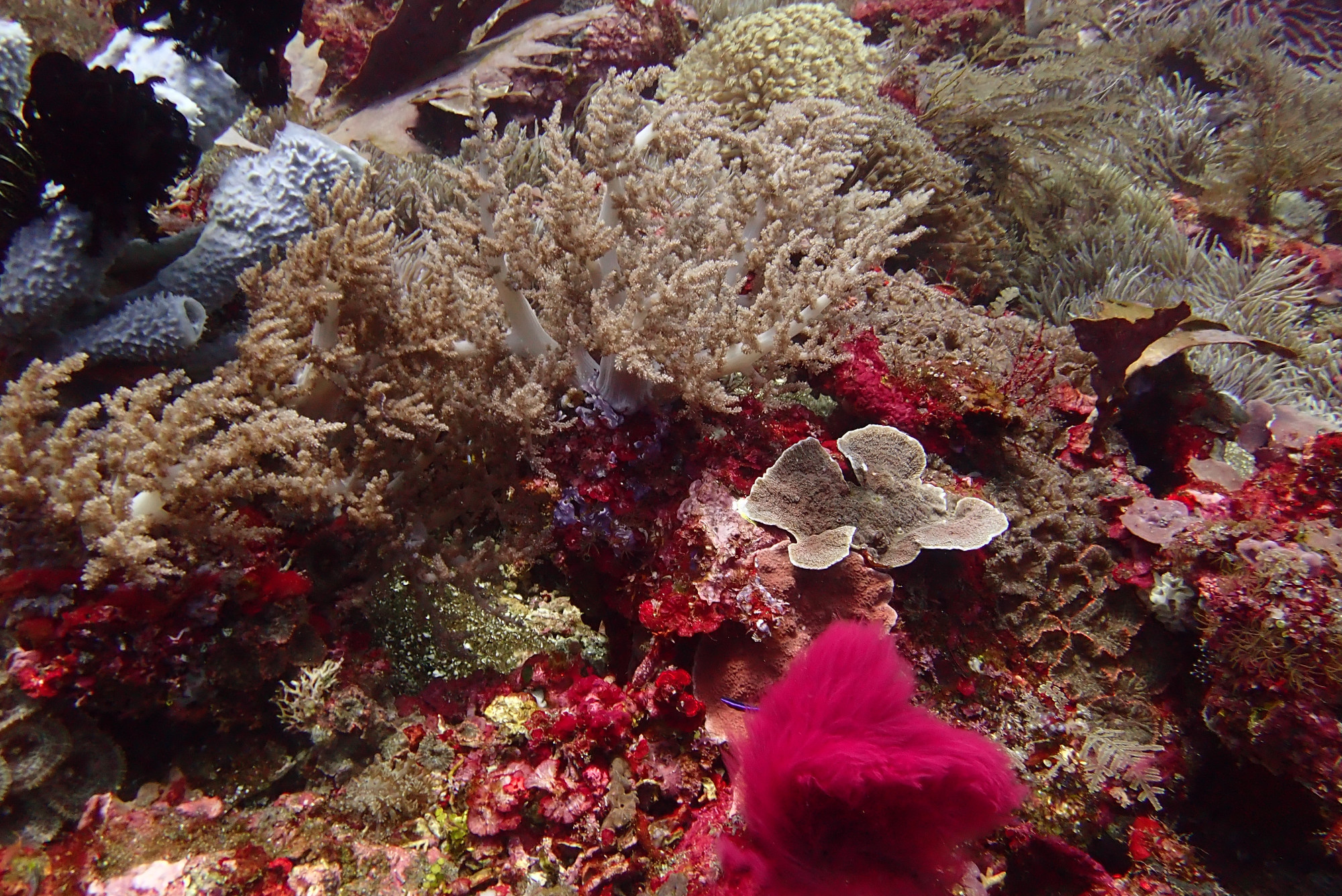 Clown Valley, Indonesia