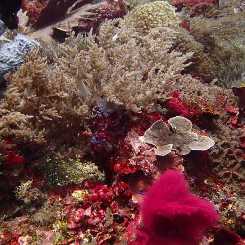 Clown Valley, Indonesia