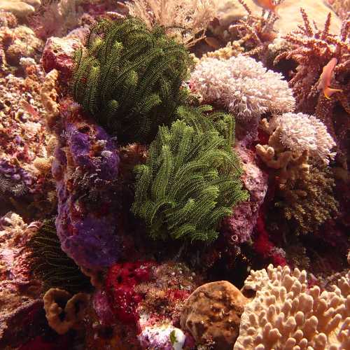 Soft Coral