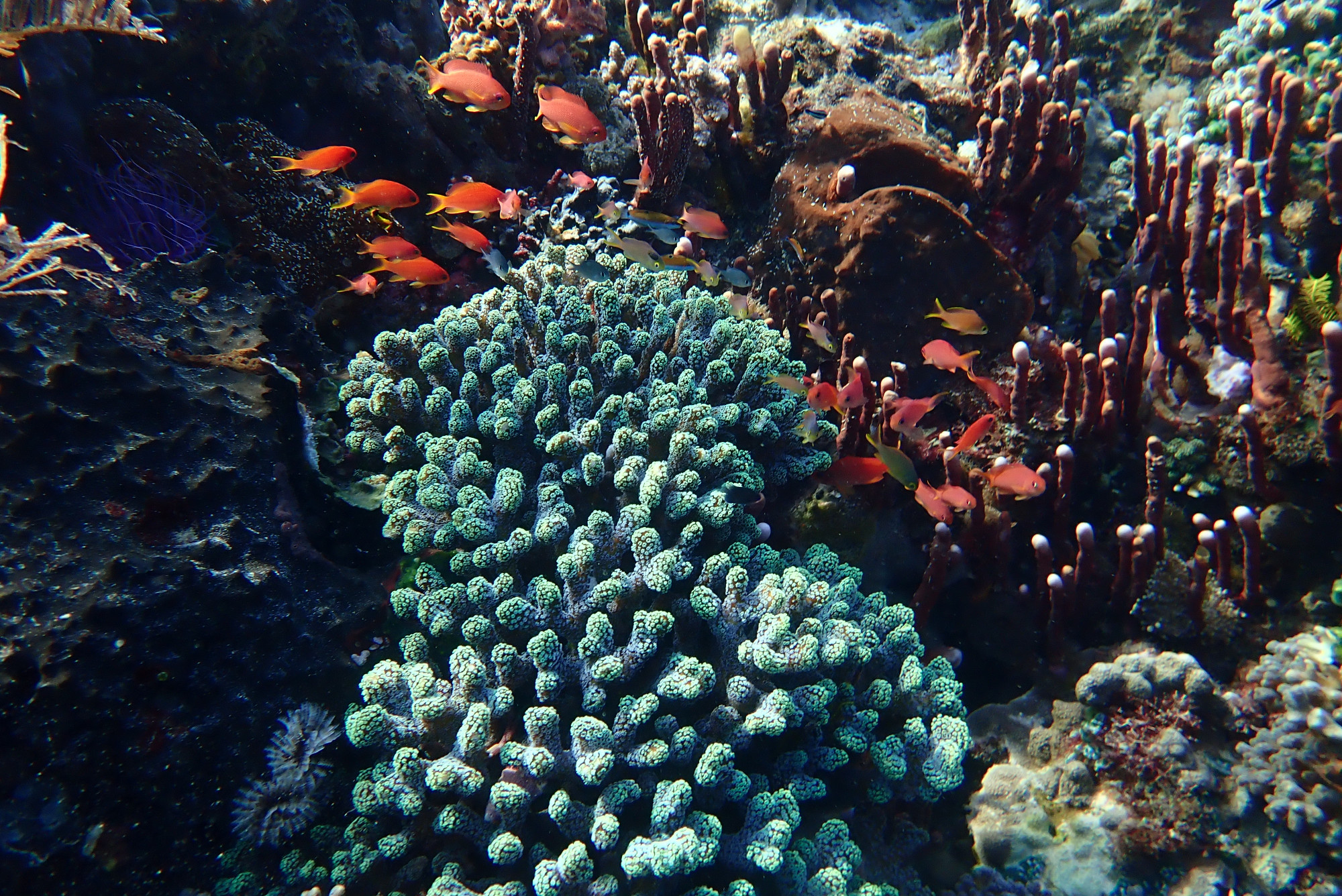 Reef