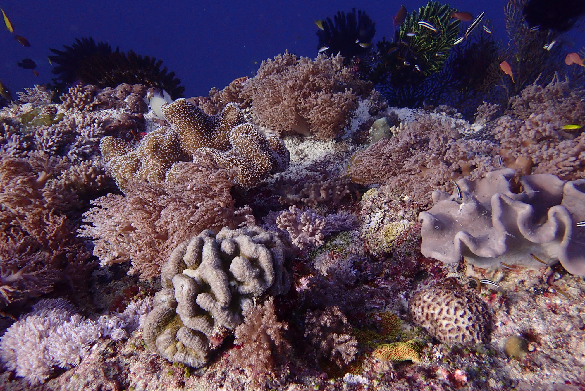 Bacatan Lewaling Bay, Kawula Island, Indonesia