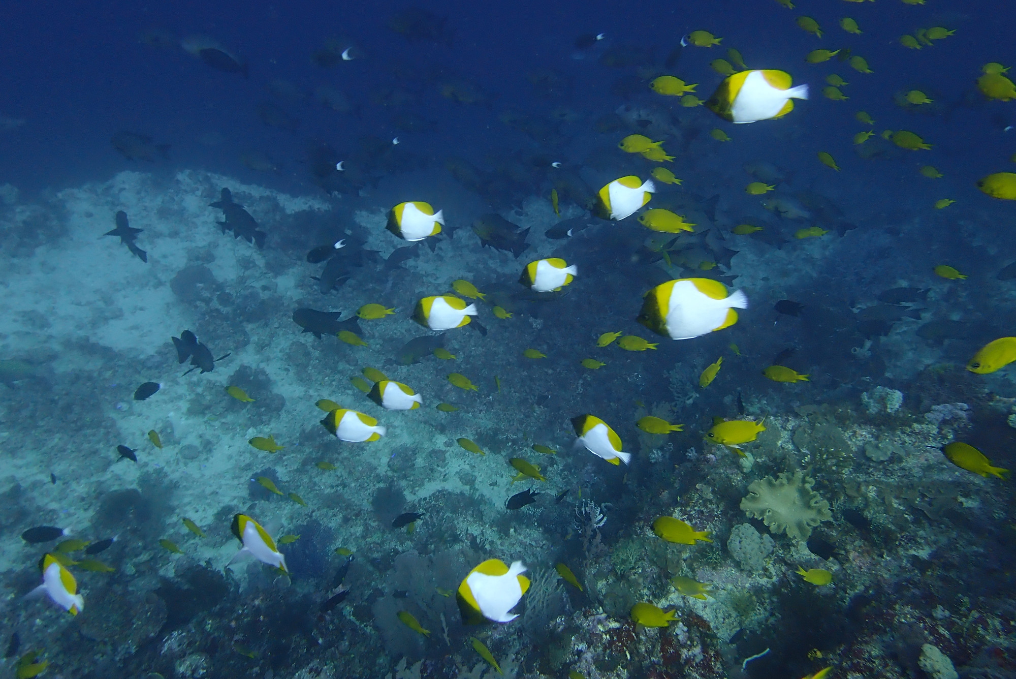 Pyramid Butterflyfish Bacatan Ledges