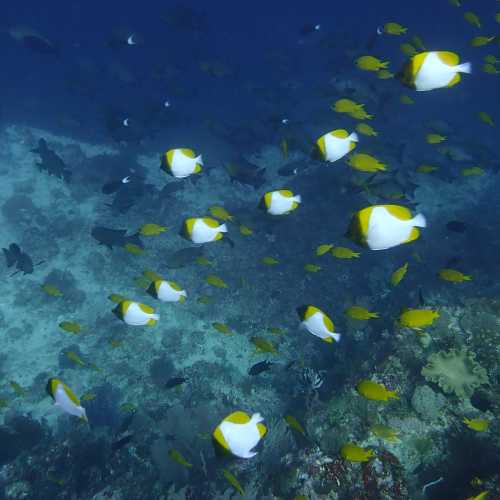 Pyramid Butterflyfish Bacatan Ledges