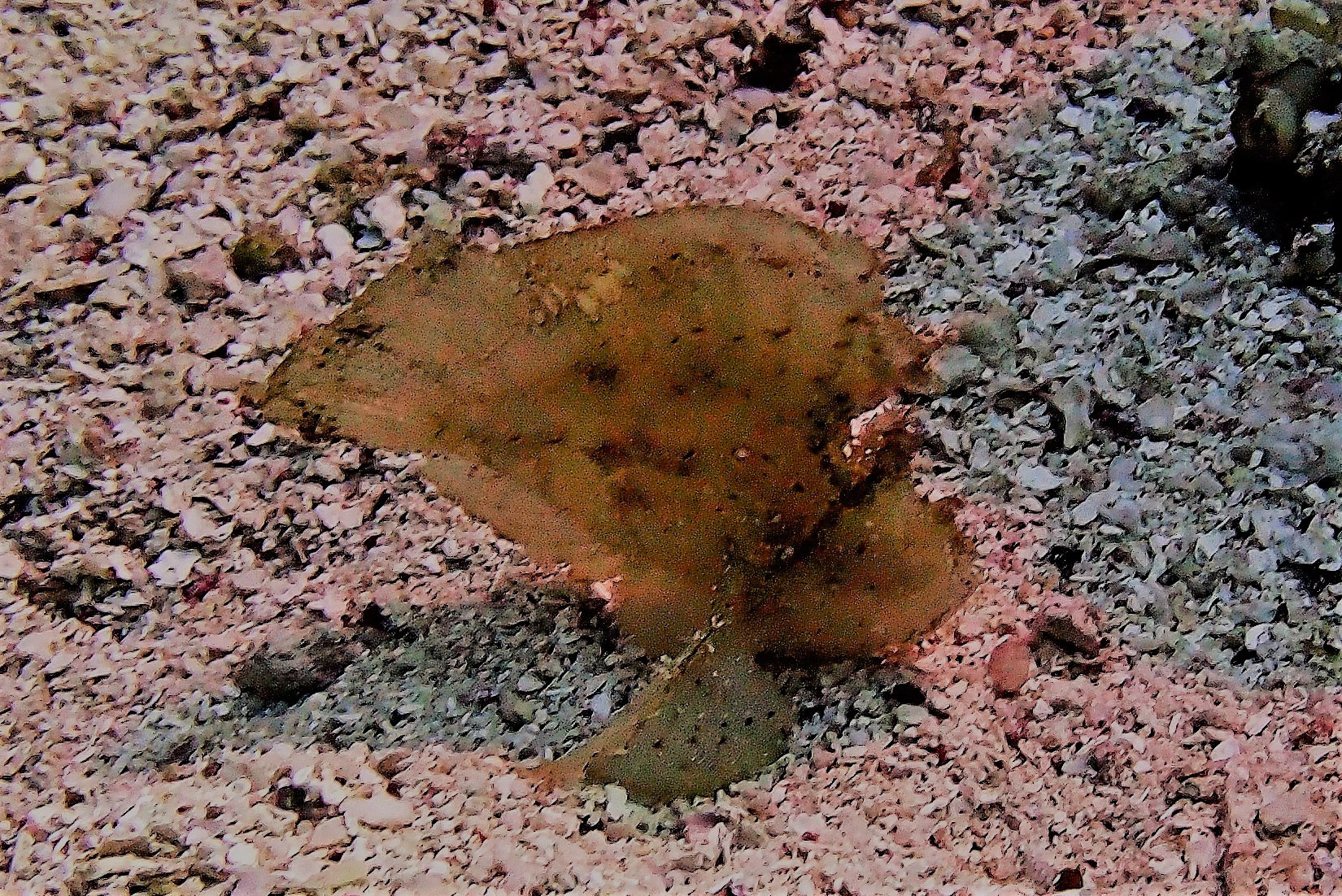 Leaf Scorpionfish Bacatan Ledges