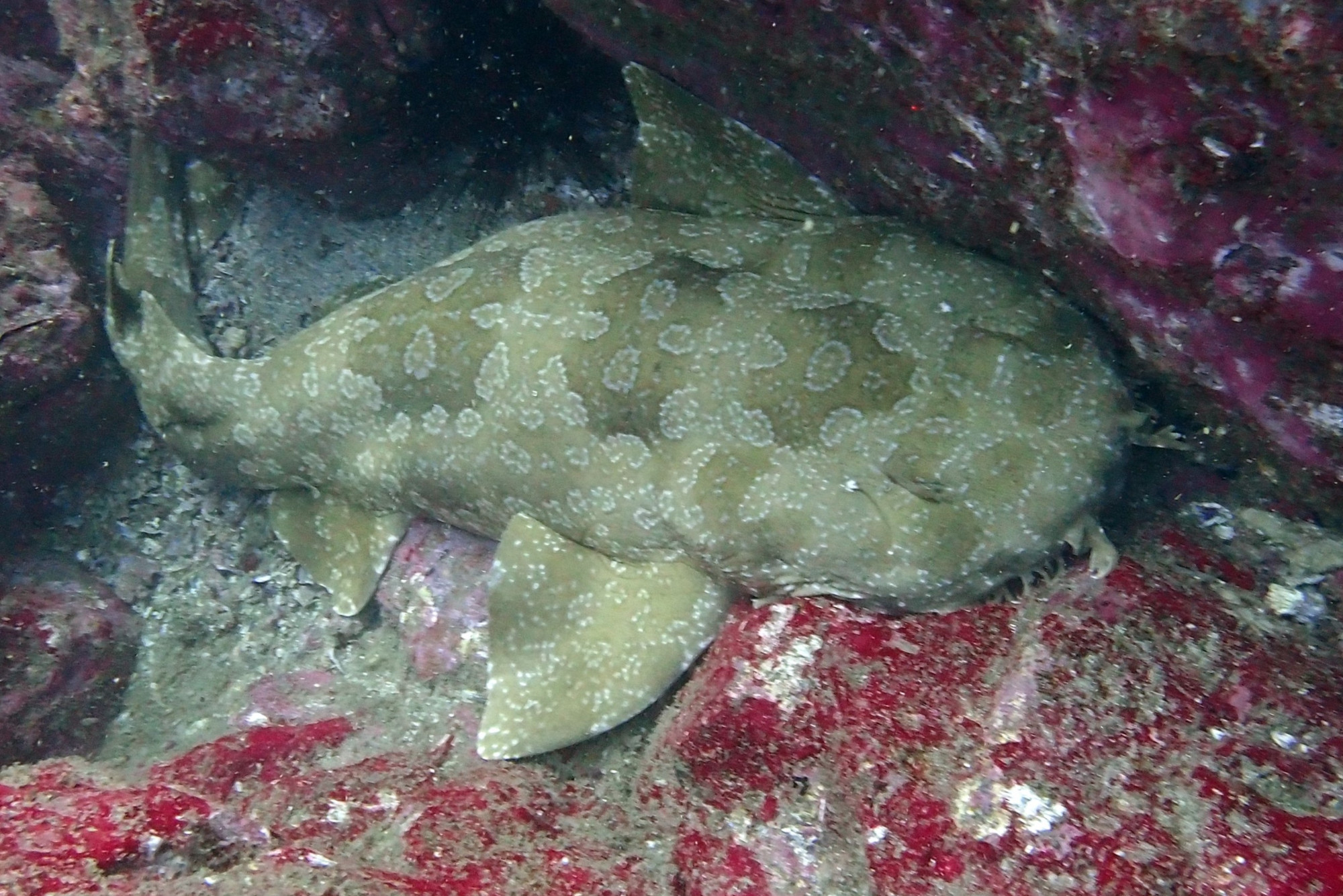 Wobbegong