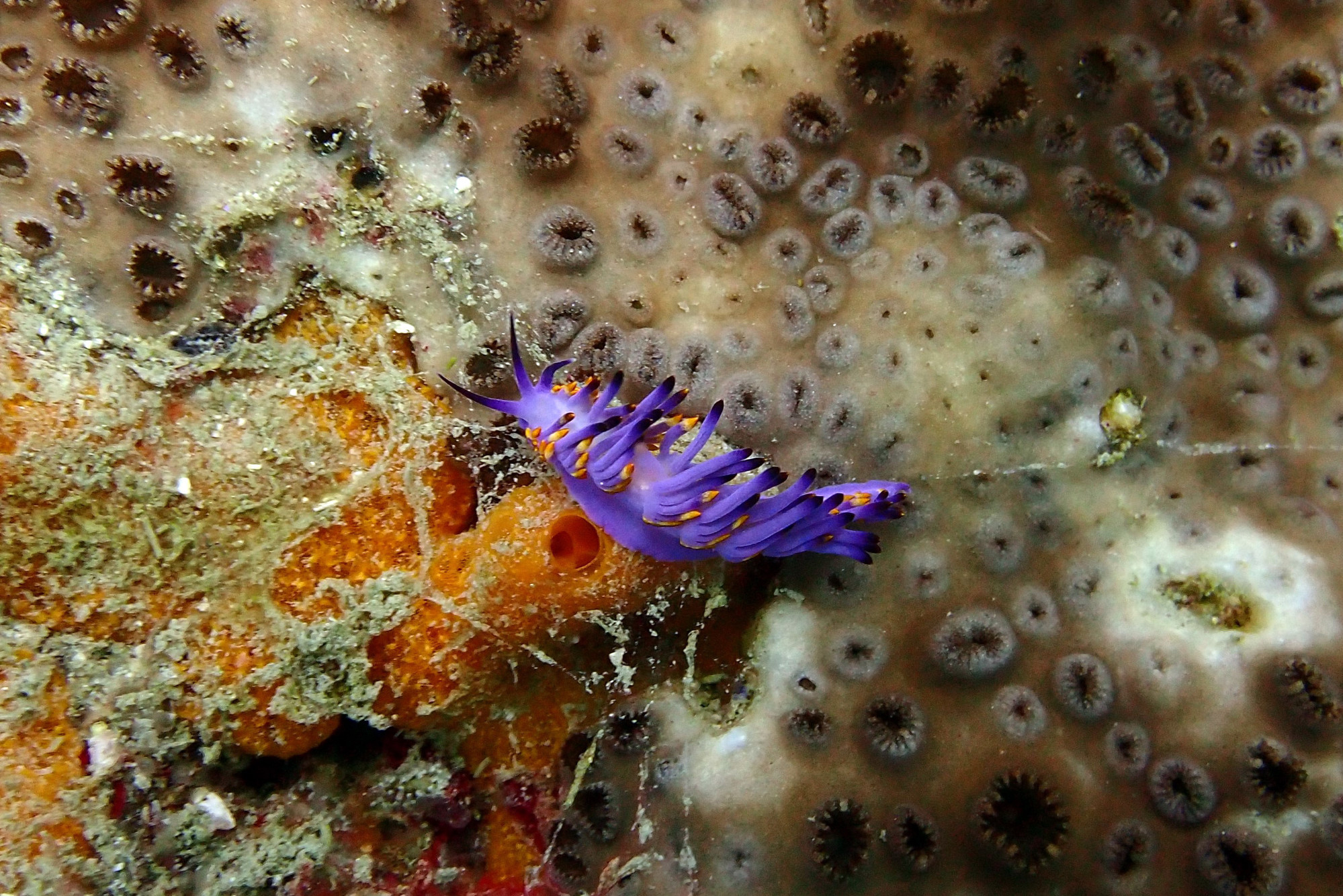 Nudibranch